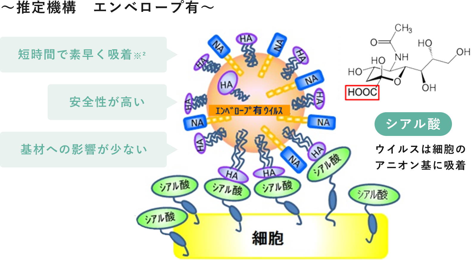 ～推定機構　エンベロープ有～ 短時間で素早く吸着※² 安全性が高い 基材への影響が少ない シアル酸 ウイルスは細胞のアニオン基に吸着